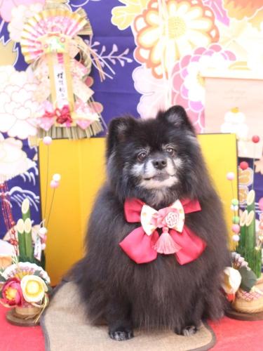 20240127ふわりちゃん